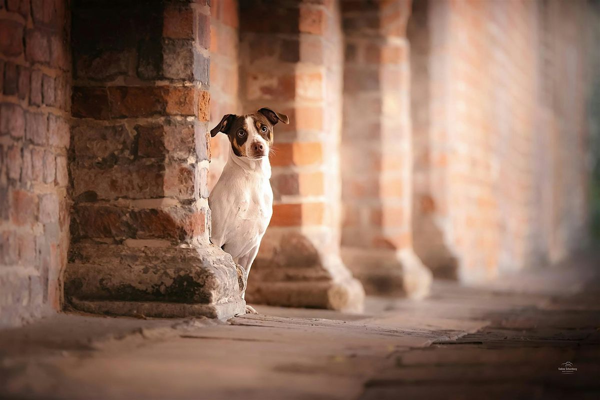 (Urbaner) Hundefotografie-Workshop