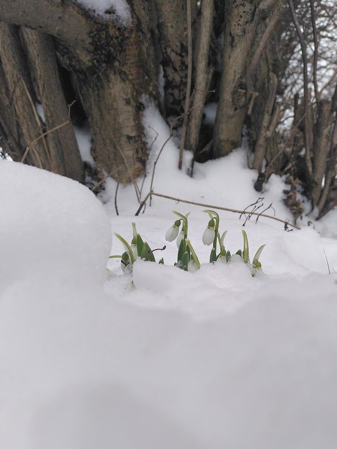 Fra plante til pille