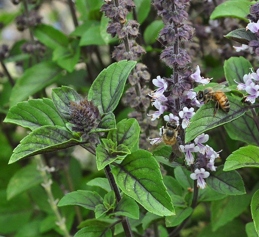 Flowers and Herbs for Late Fall and Winter - Morgan Hill