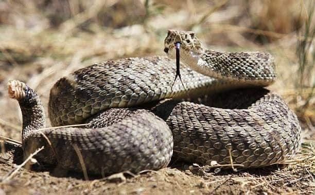 Rattle Snake Avoidance