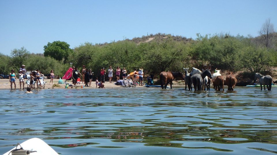  Kayaking at Saguaro Lake - A Late Morning paddle