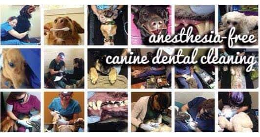 K9 Gentle Dental