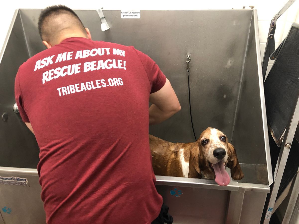 Triangle Beagle Rescue Dog Wash Fundraiser