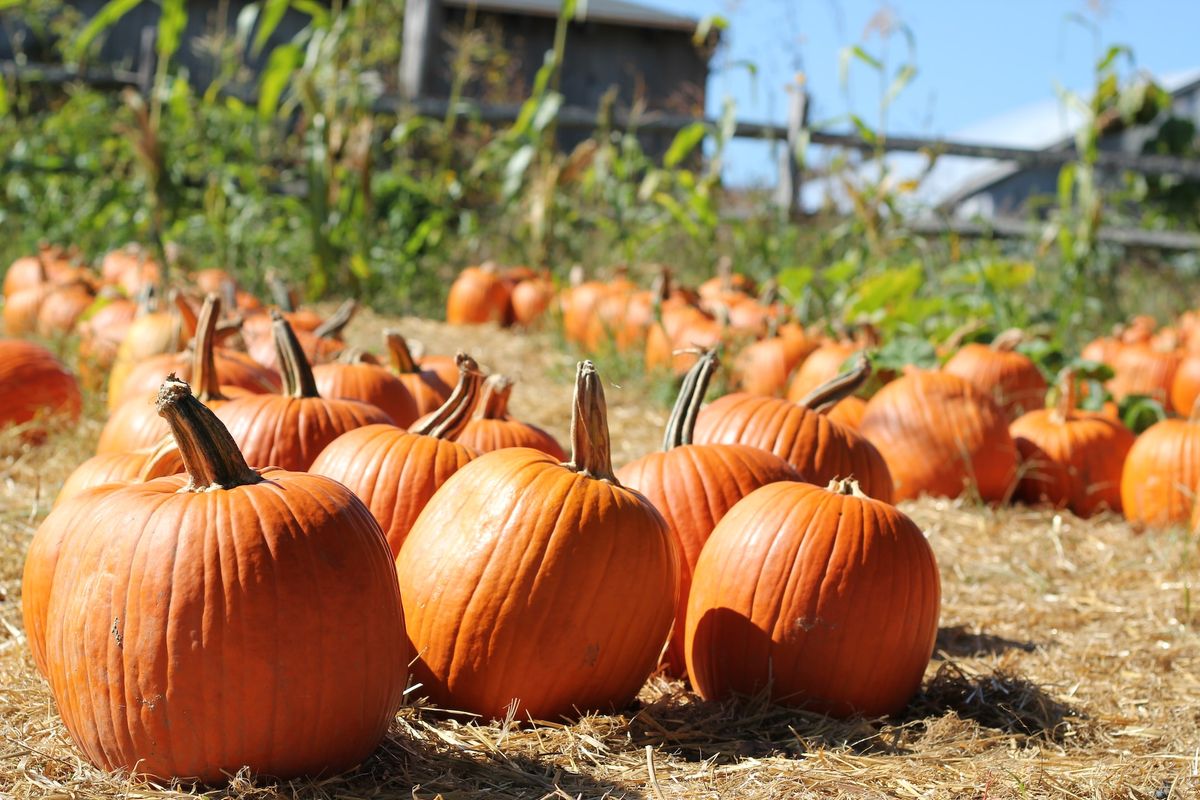 Phoenix Vintage Society at the Pumpkin Patch