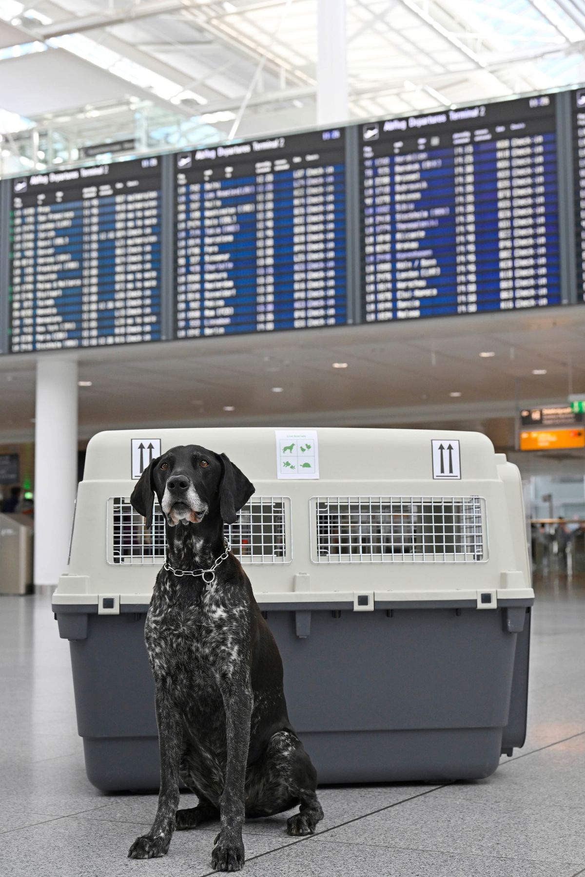 Wenn Tiere in die Luft gehen - Einblicke ins tierische Reisen beim Flughafen M\u00fcnchen