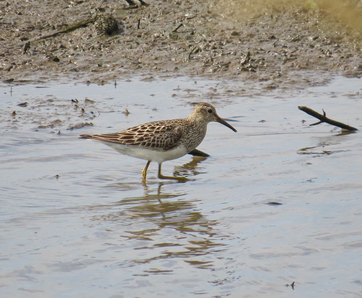 November Indoor Meeting - Find Your Own Rare Wader