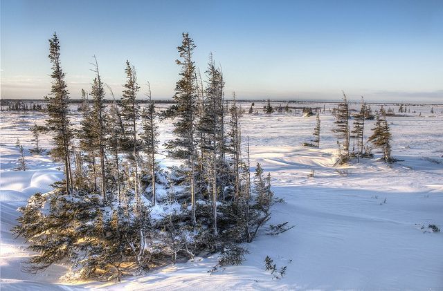 How well do plants breathe in glacial climates?