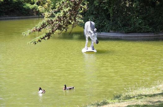 Lapin Zebra Canard 44 Fabrique Pola Bordeaux 3 April To 4 April Lapin Zebra Canard 44 Fabrique Pola Bordeaux 3 April To 4 April