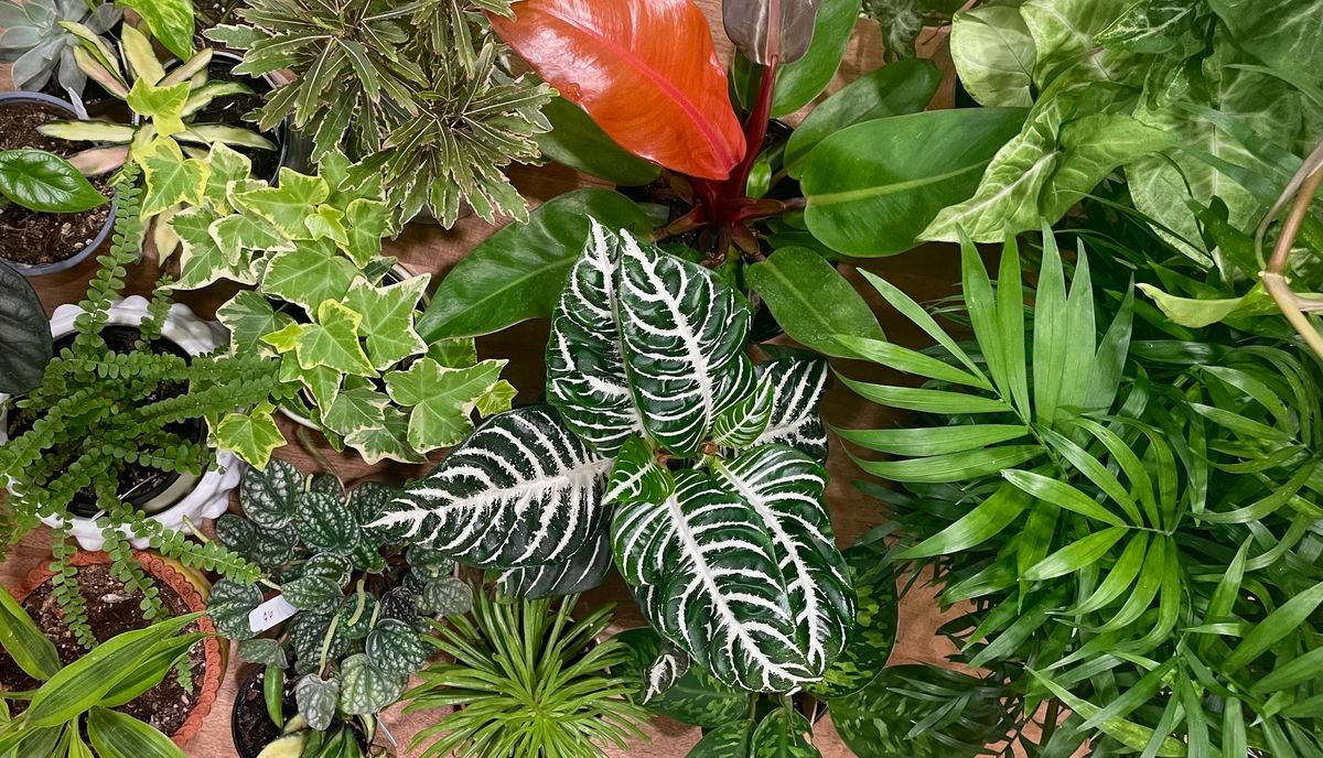 Tri-State Houseplant Expo