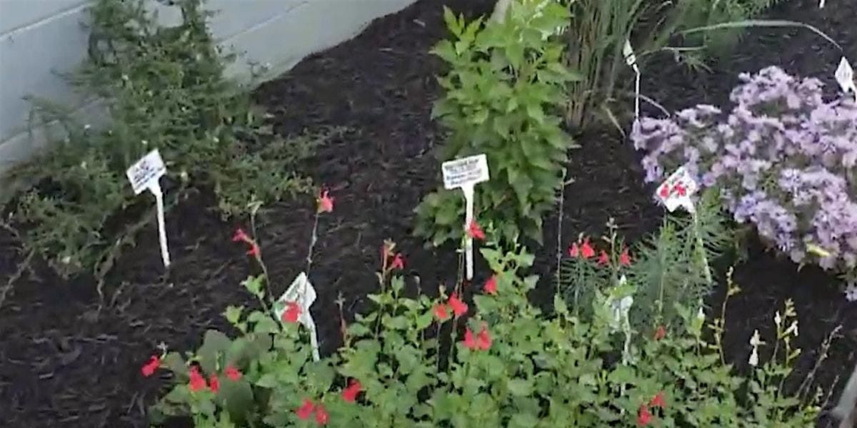Frederick County Master Gardeners:  What's the Fuss About Native Plants?
