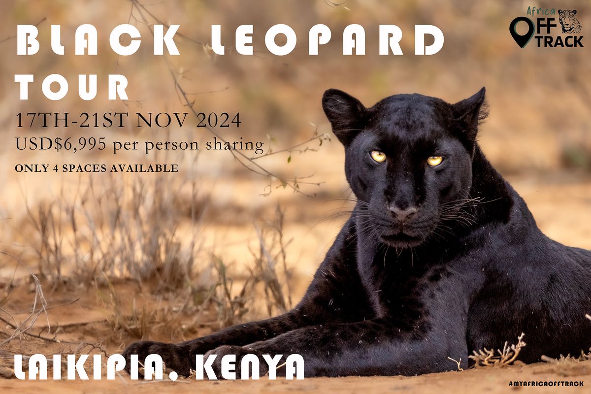 Black Leopard Photo Tour