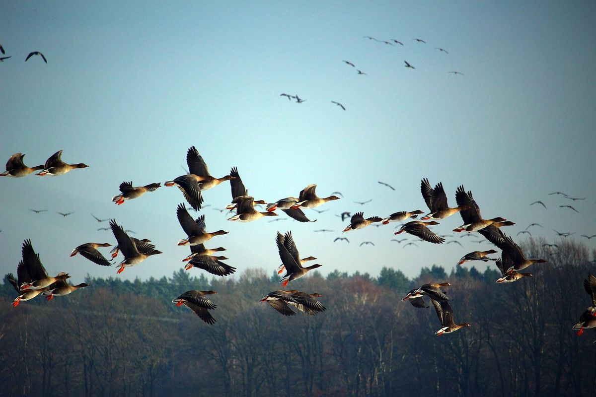 Safer Passages for Migrating Birds