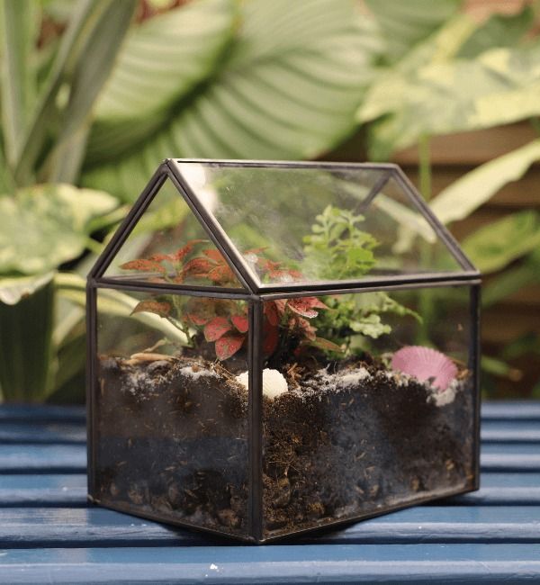 Mini Terrariums