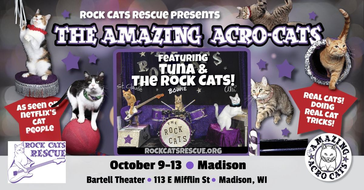 The Amazing Acro-Cats Ameowze Madison!