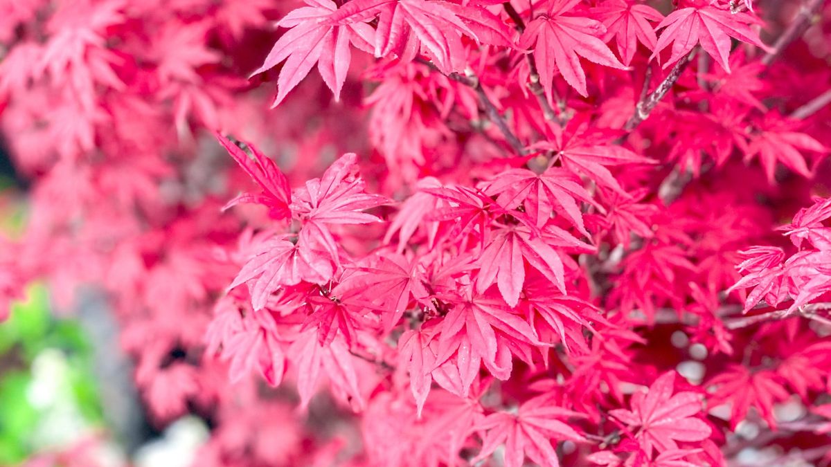 All About Japanese Maples 