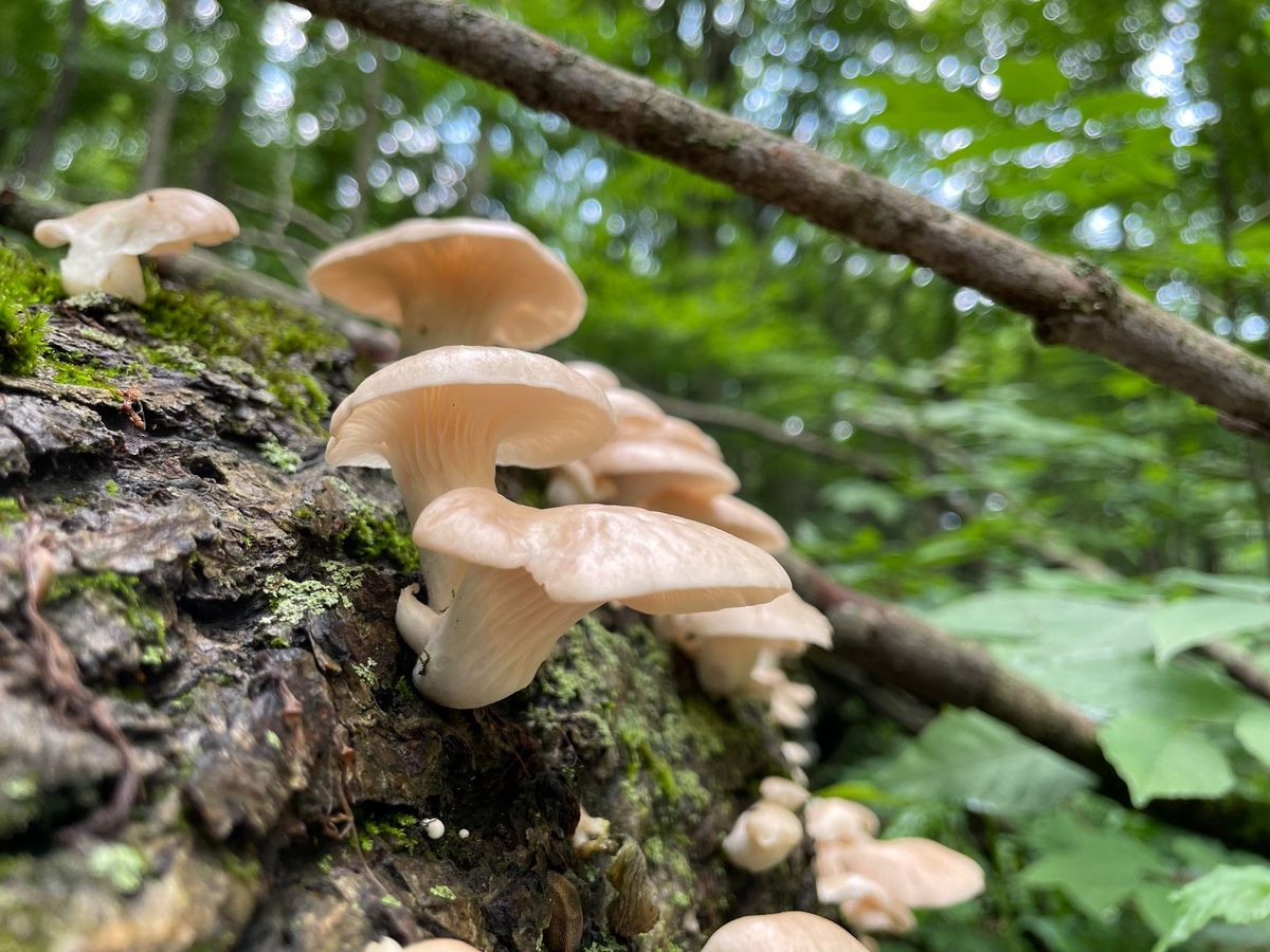Explore & Learn Mushroom Hike