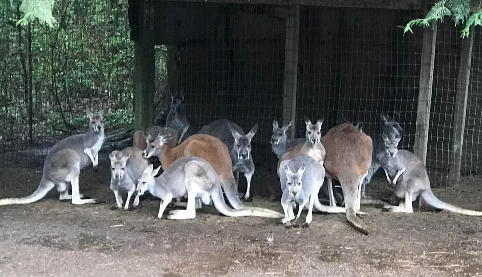 Thanksgiving Weekend at the Zoo