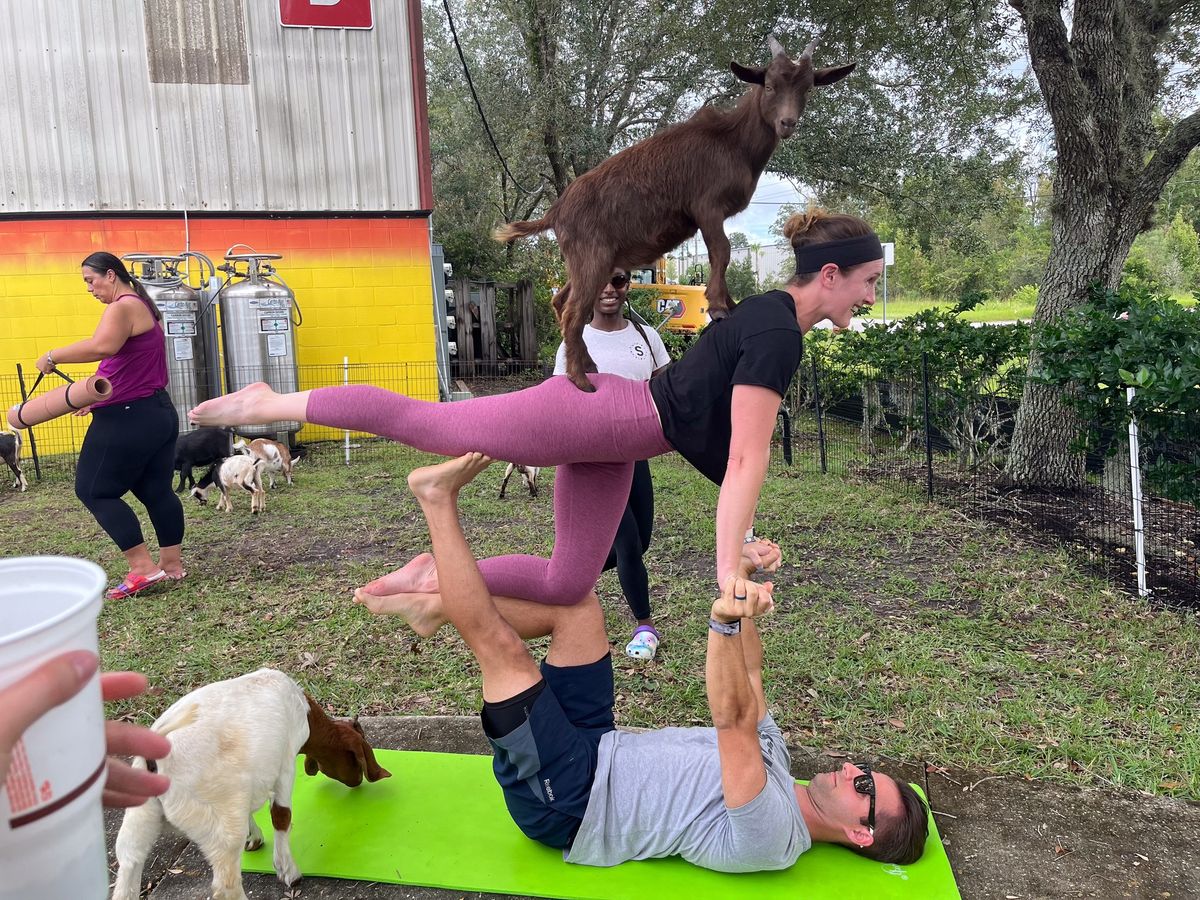 Goat Yoga At Bunnyman Brewing Burke