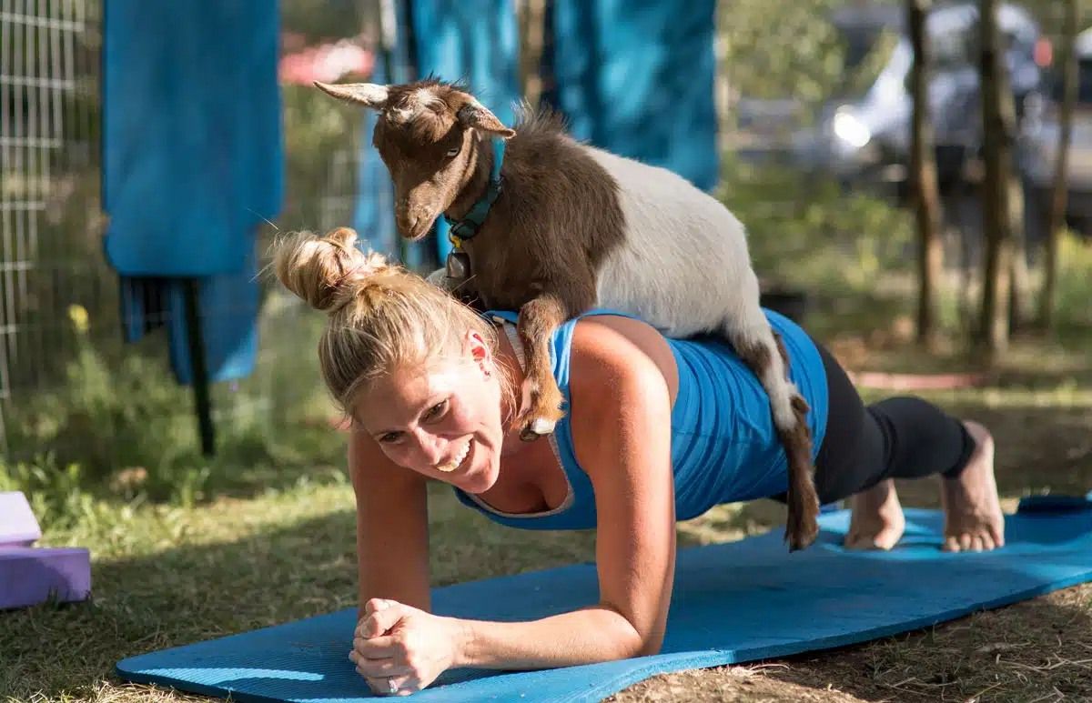 Goat Yoga + Picnic Social in Half Moon Bay