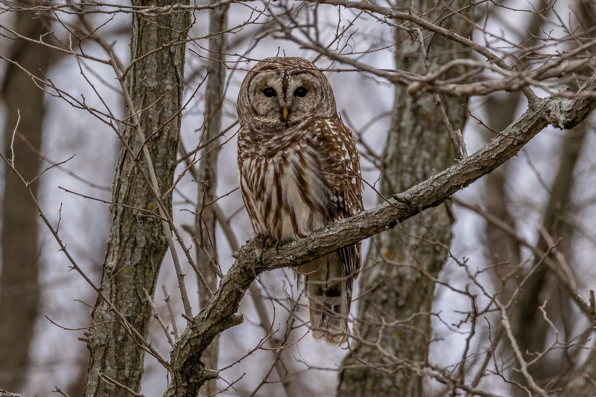 Owl Prowl 