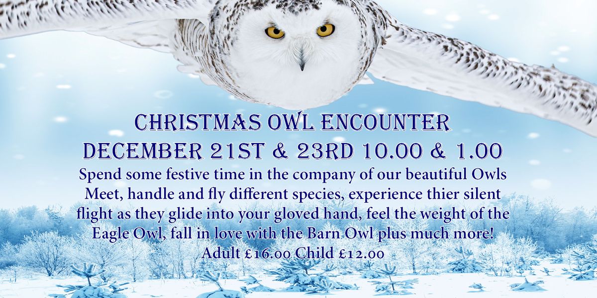 Christmas Owl Encounter