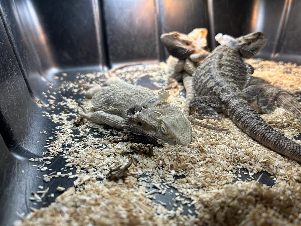 Protest Animals Dying at PetSmart!