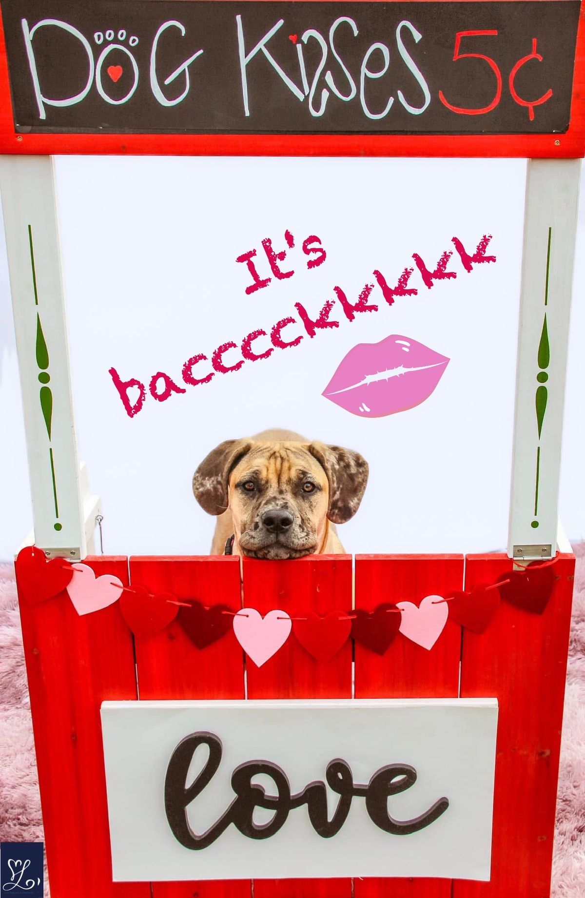 Kissing Booth Pet Photos 