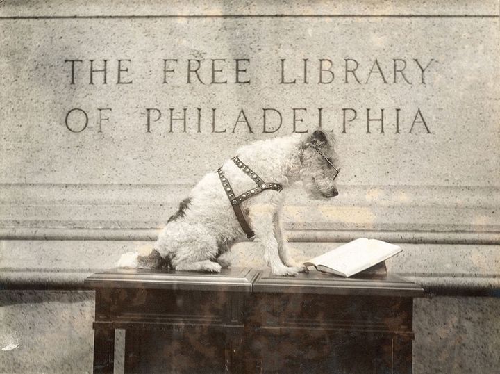 Read To A Therapy Dog (all ages welcome!)