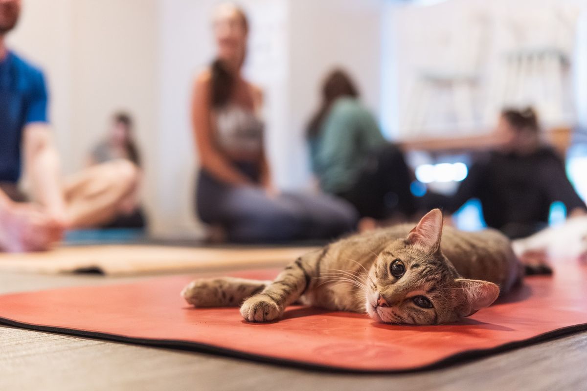 Yoga with Cats!