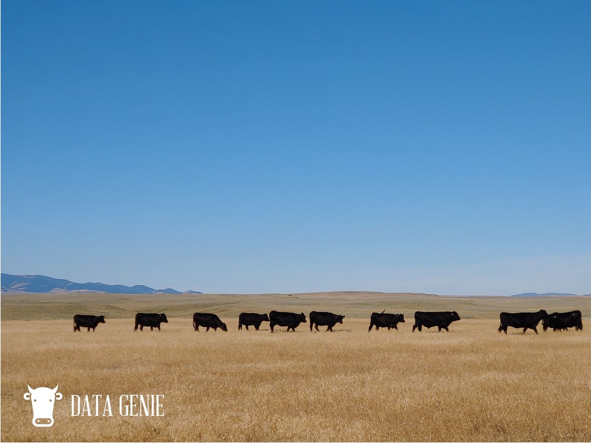 Montana Simmental Association Dinner & Western Choice Sale