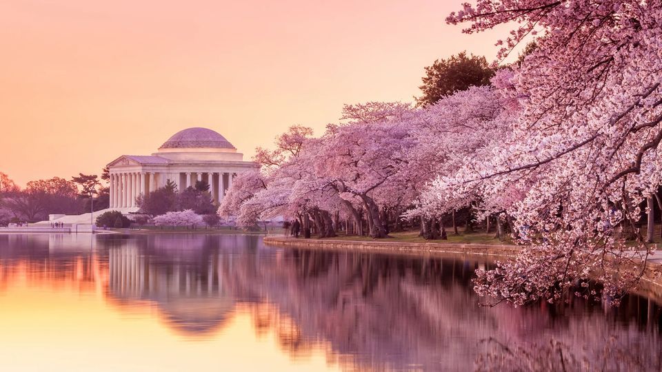 April 12-14th (Friday-Sun) - Cherry Blossom Festival (Washington D.C.)