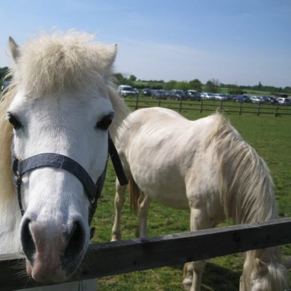 Open Day at the Sanctuary