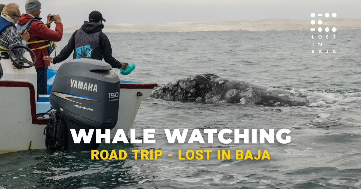 Whale Watching - Lost In Baja