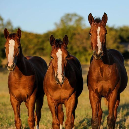 Equine Nutrition 101 & Understanding Feed Labels