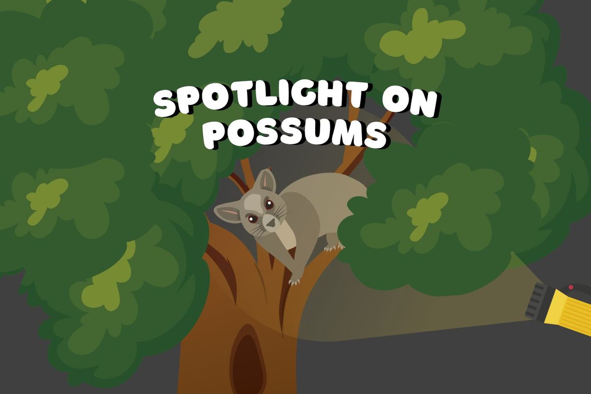 Spotlight on Possums!