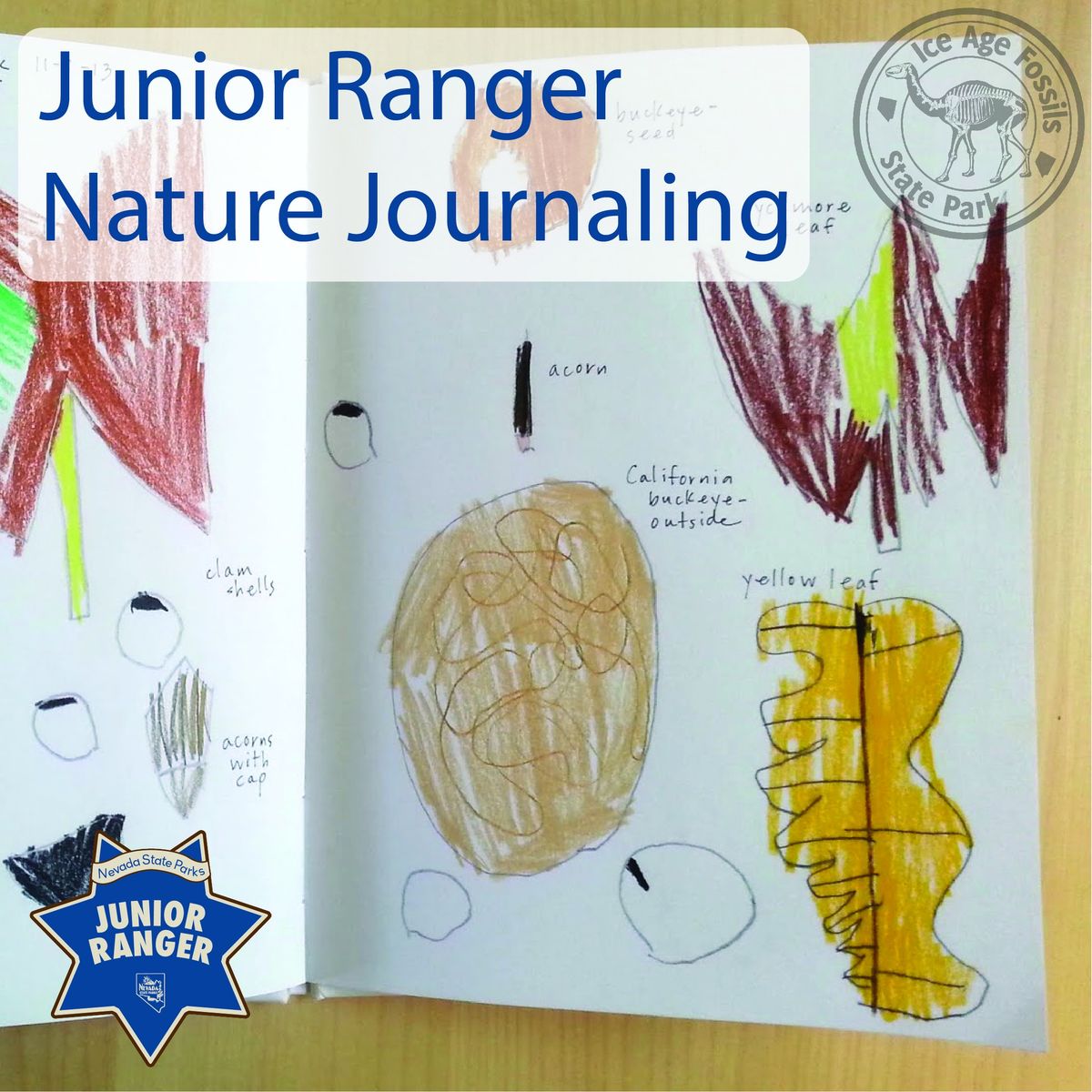 Junior Ranger Nature Journaling