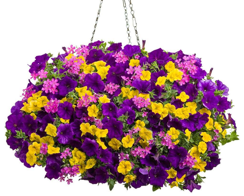 Hanging Basket Workshop