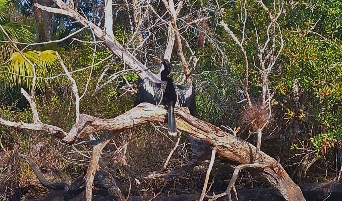 Wildlife Wednesday: Chassahowitzka River Excursion