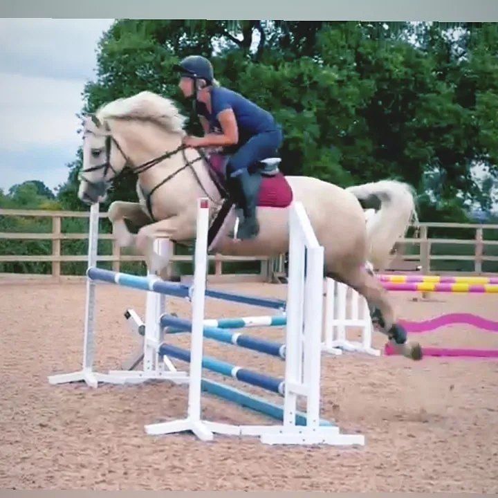 Showjumping clinic- Tyddyn Farm 