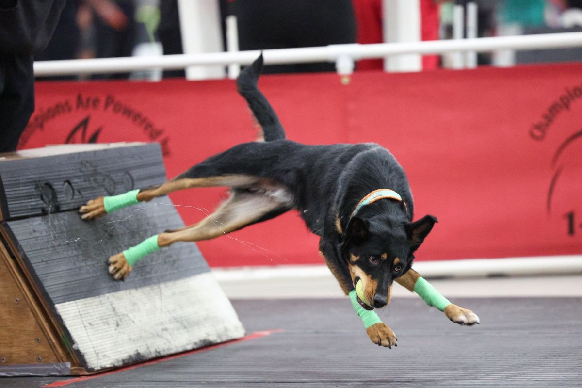 Flyball Seminar with Aaron Robbins!