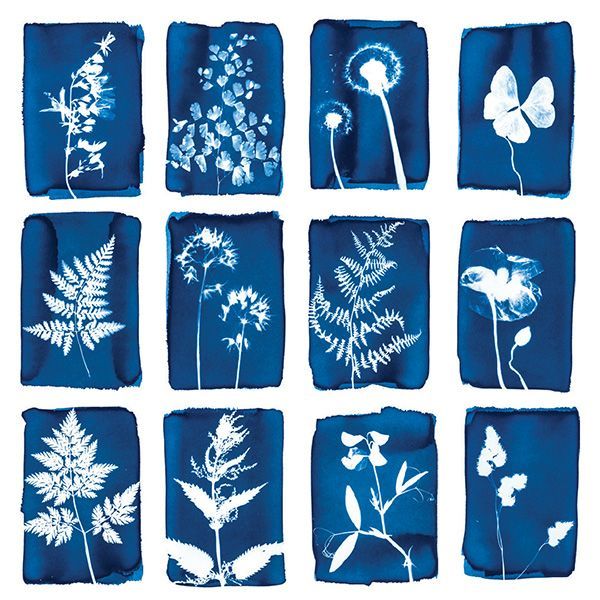 Atelier Cyanotype 