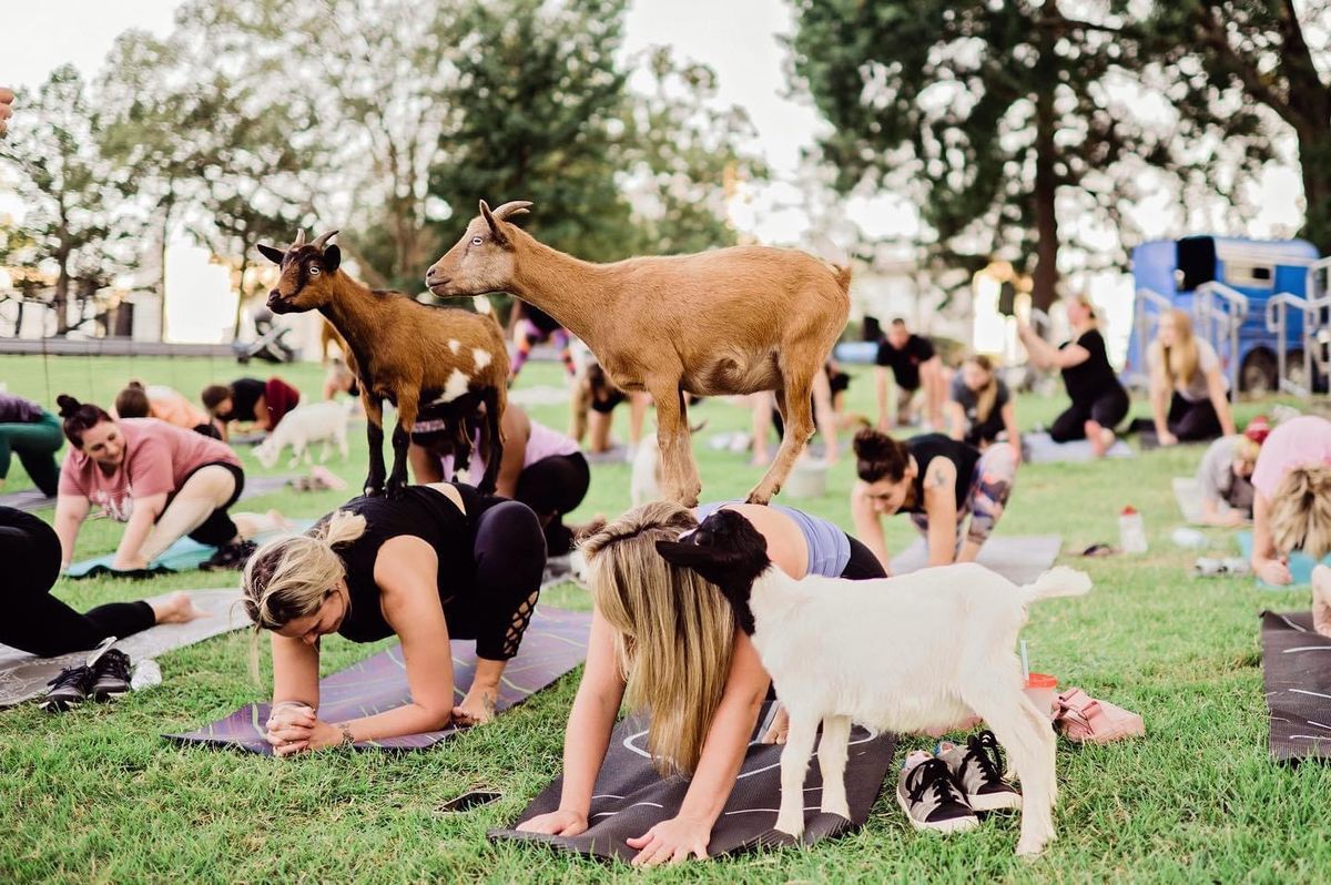 Goat Yoga @ Overton Park Shell