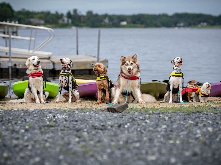 4th of July Dock Diving, Picnic and Fire Works Paddle, Whoof on the