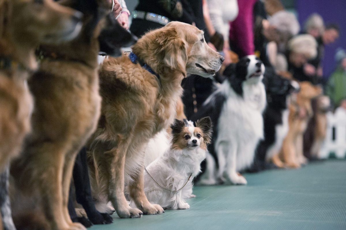 Paignton Dog Show