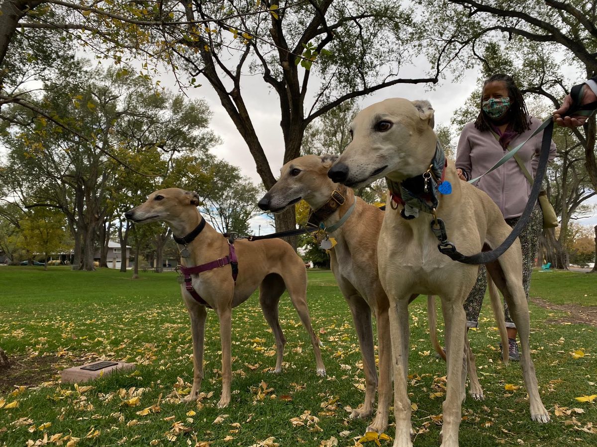 GALT NM Great Global Greyhound Walk