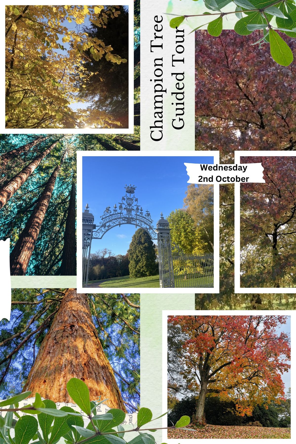 Head Gardener's Champion Tree Guided Tour 