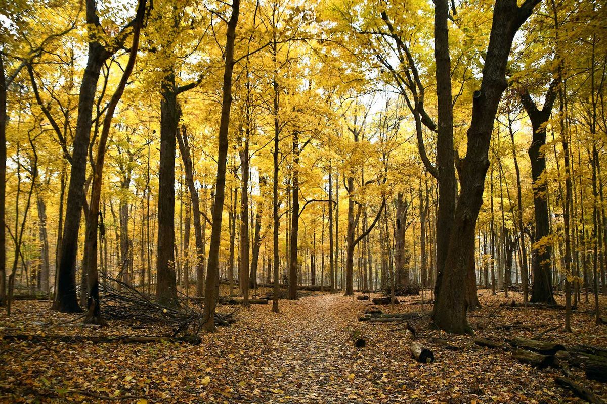 National Take a Hike Day: The Magic of Messenger Woods