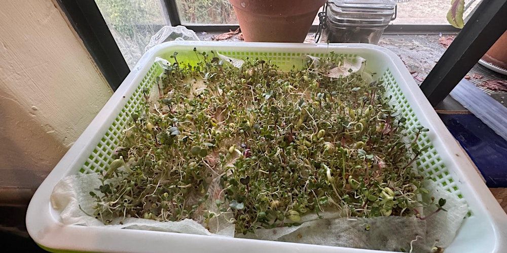 Growing Sprouts & Microgreens