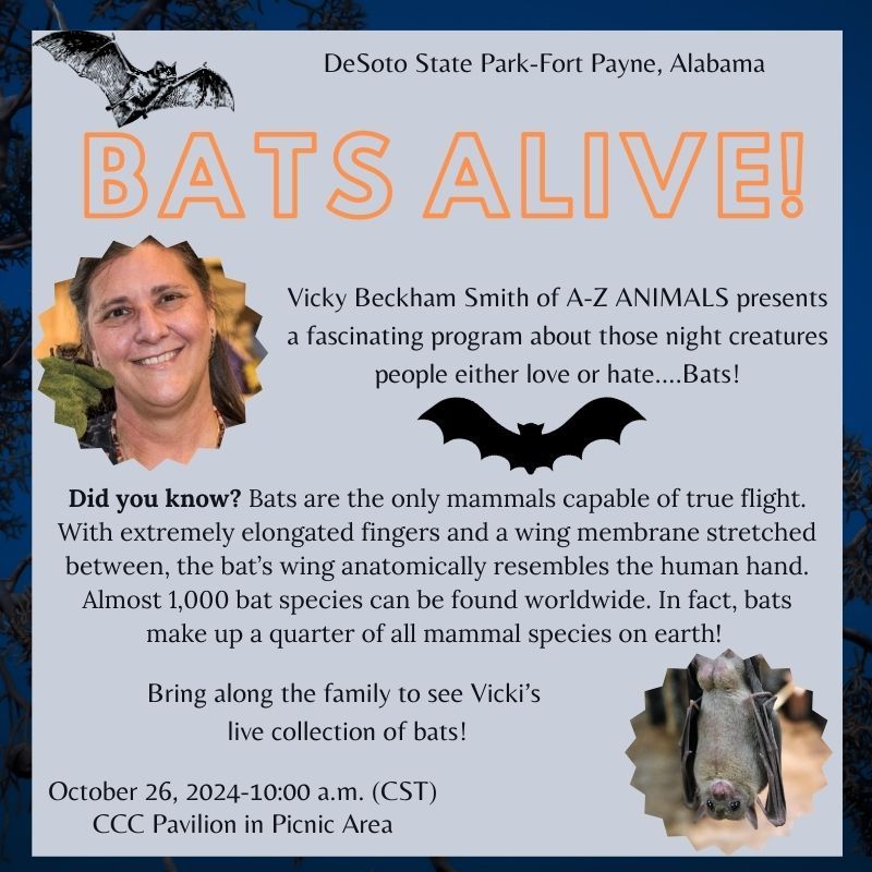 BATS ALIVE!