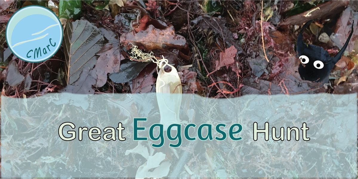 Great Eggcase Hunt